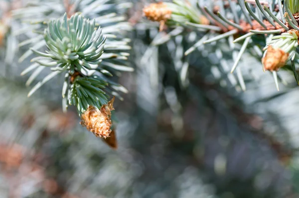 Young fir branch with cones — Stock Photo, Image