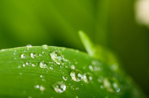 Water drops on leaf — Stock Photo, Image