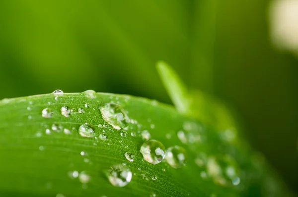 Gotas de agua en la hoja — Foto de Stock