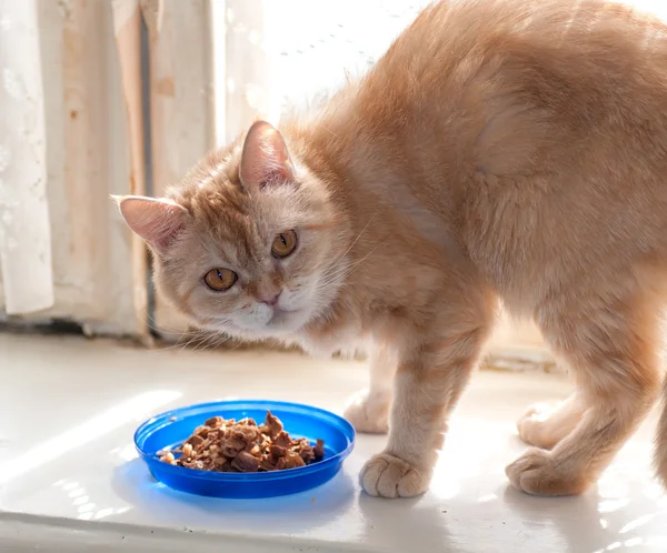 Kat in de buurt van etensbak — Stockfoto