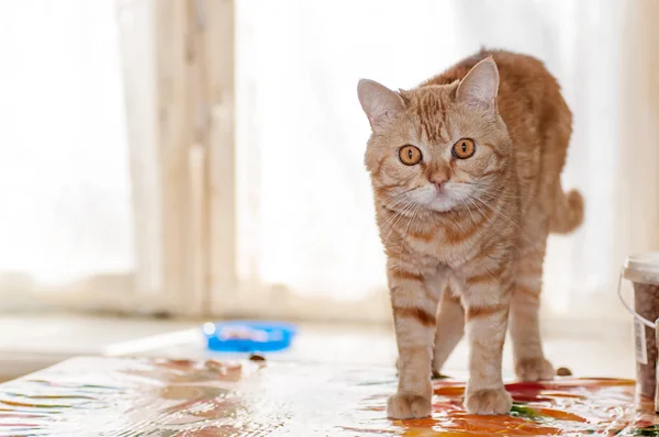 Кошка возле миски с едой — стоковое фото
