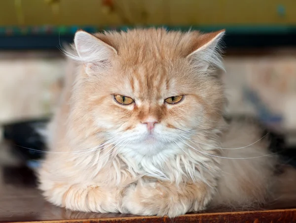 หัวแดง แฮ แมว — ภาพถ่ายสต็อก