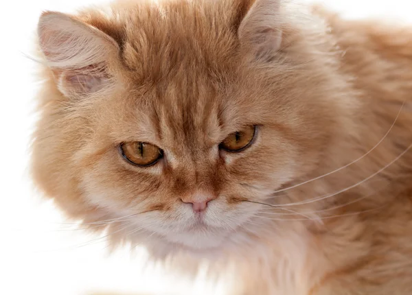 Kırmızı kedi dikkatli bir şekilde görünüyor — Stok fotoğraf