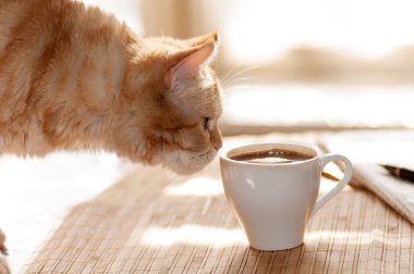 kedi kupa kahve burnunu çekmek