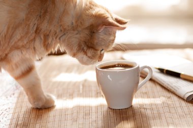 kedi bir kupa kahve için seyir