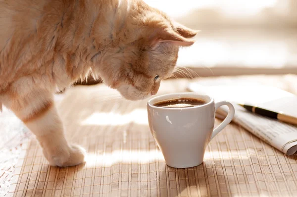 Katze auf der Suche nach einer Tasse Kaffee — Stockfoto