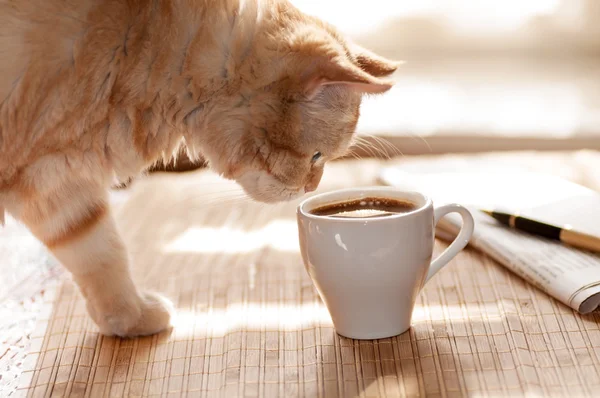 コーヒーのマグカップを探している猫 ストック画像