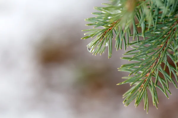 Drops on spruce branch — Stock Photo, Image