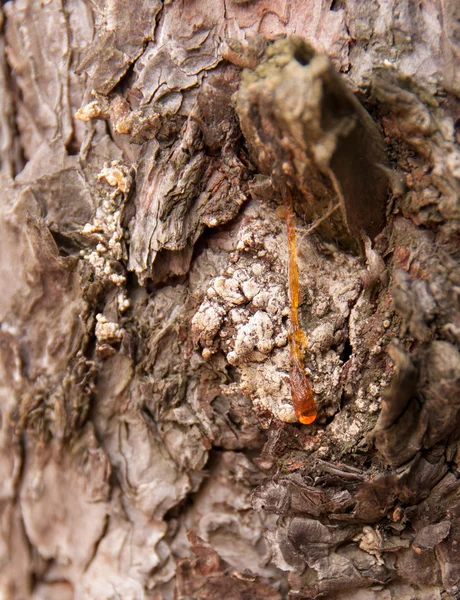 Drop of resin on  tree — Stock Photo, Image