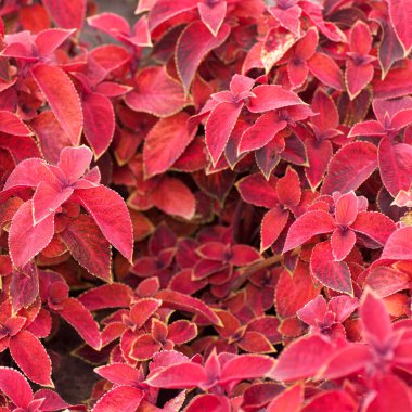 Coleus bitki kırmızı yaprakları