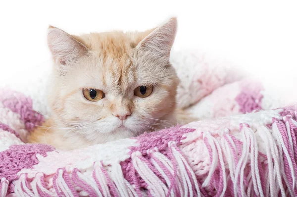 Rode kat op een roze deken — Stockfoto