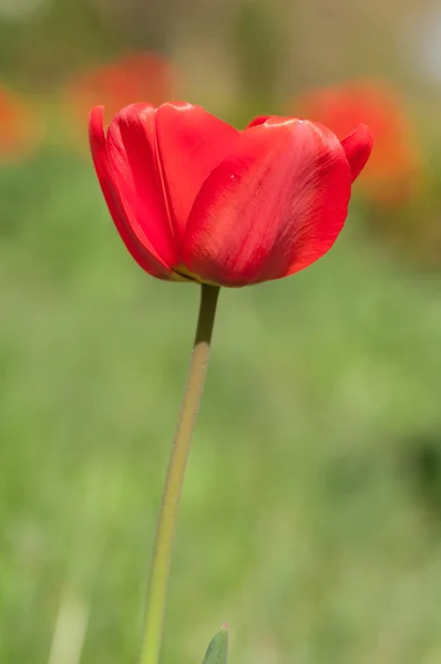 自然の中で赤いチューリップ — ストック写真