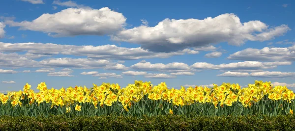 Çiçek Narcissus alan