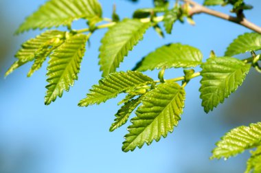 gökyüzüne karşı genç yaprakları