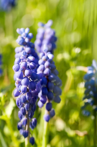 Синій фрезії квіти — стокове фото