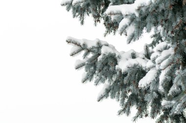 Mavi ladin dalda kar