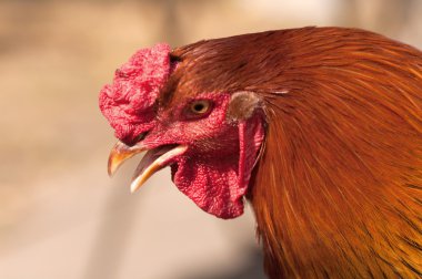 Kırmızı horoz kafası