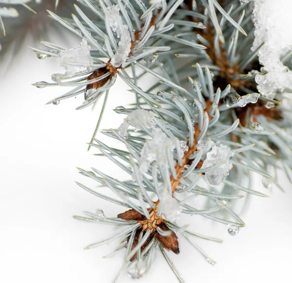 Water droplets on the needles of the spruce — Stock Photo, Image