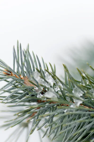 Neige sur la branche d'une épinette bleue — Photo