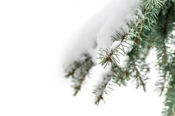Ветвь синей ели со снегом — стоковое фото
