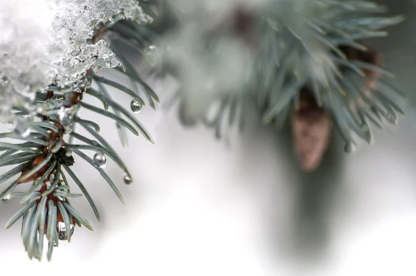 Water droplets on the needles — Stock Photo, Image