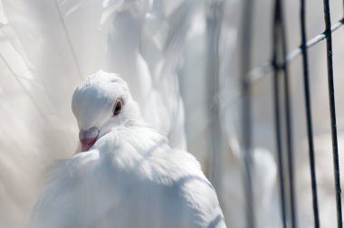 tüylü kuyruklu beyaz güvercin