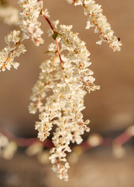Білі квіти на гілці — стокове фото