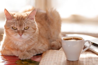 masada kırmızı kedi
