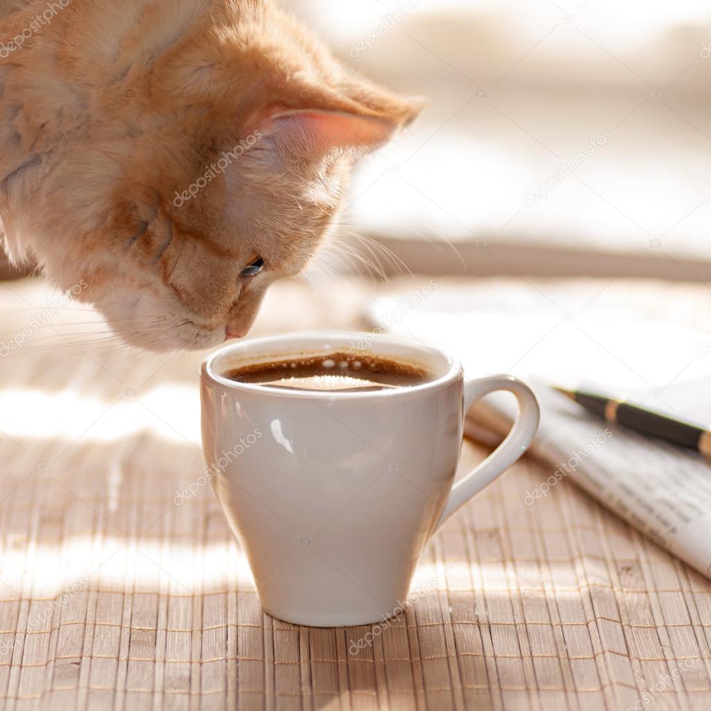 red cat sniffing coffee