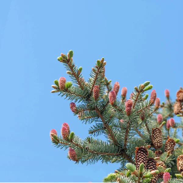 Cones de pinheiro jovens em ramo — Fotografia de Stock