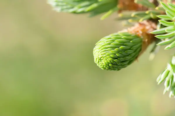 Genç çam dalı — Stok fotoğraf