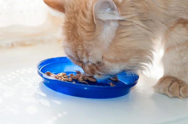 Röd katt äter mat — Stockfoto