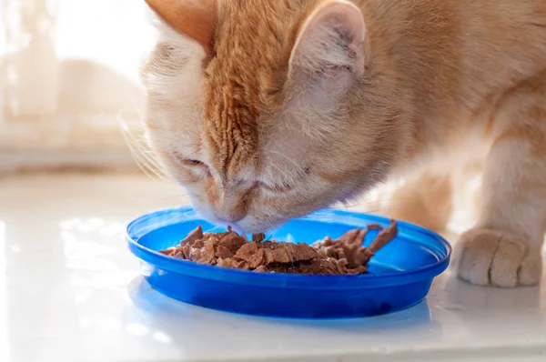 Gato rojo come comida —  Fotos de Stock