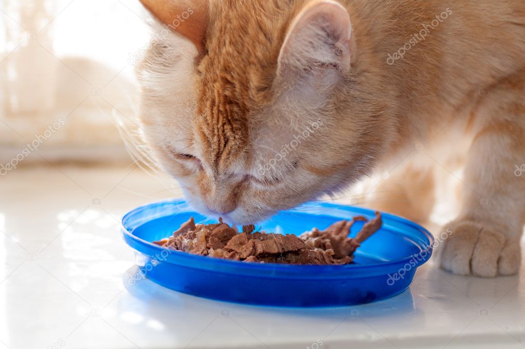 red cat eats food