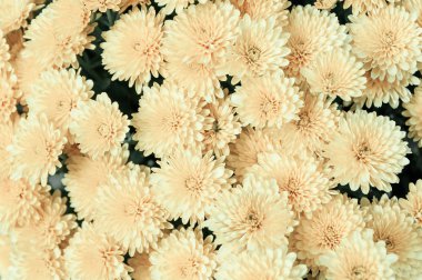 buket beyaz krizantem