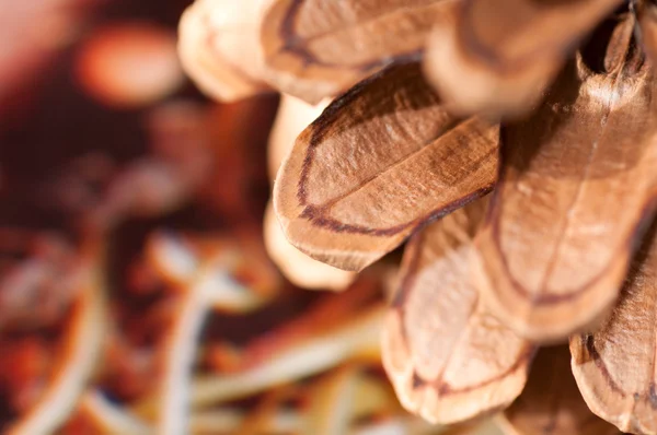 Cone de pinheiro closeup — Fotografia de Stock