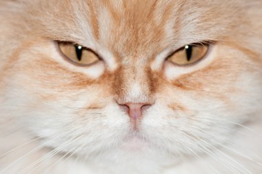 Kızıl kedi, yaklaş.