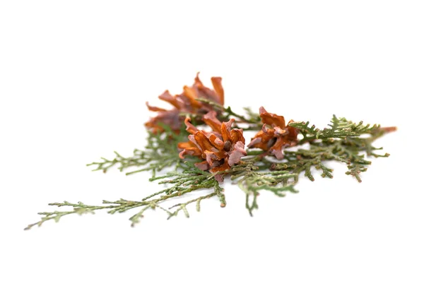 Grøn arborvitae gren med åbne kegler - Stock-foto