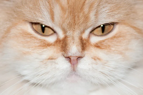 Gatto rossiccio da vicino — Foto Stock