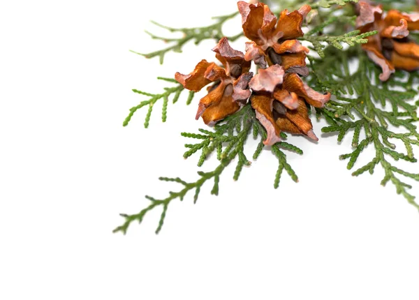 Grüne Arborvitae Zweig mit offenen Zapfen — Stockfoto