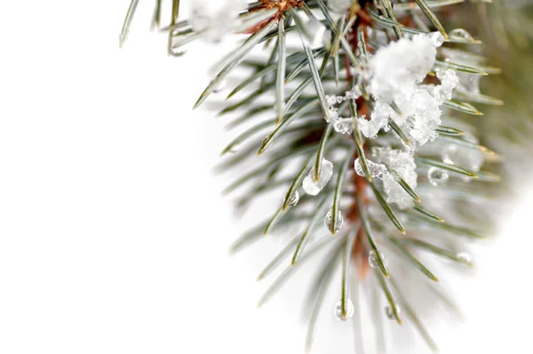 Snöig gran — Stockfoto