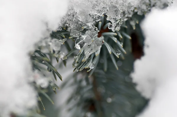 Snowy spruce branch — Stock Photo, Image