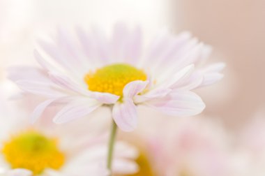 papatyalar yakın çekim