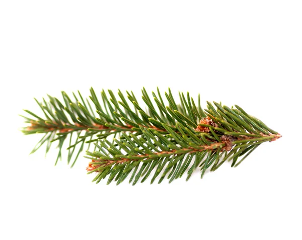 Green fir tree branch — Stock Photo, Image