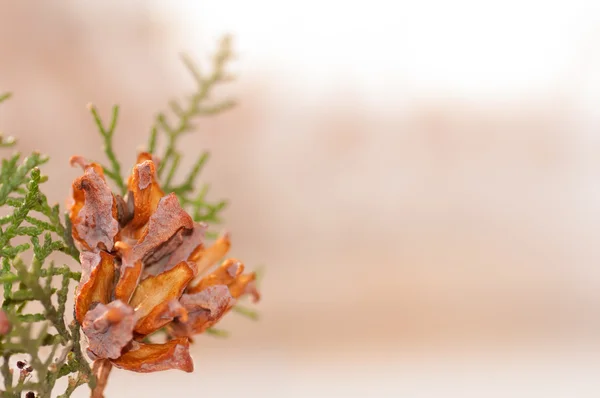 Green arborvitae branch — Stock Photo, Image