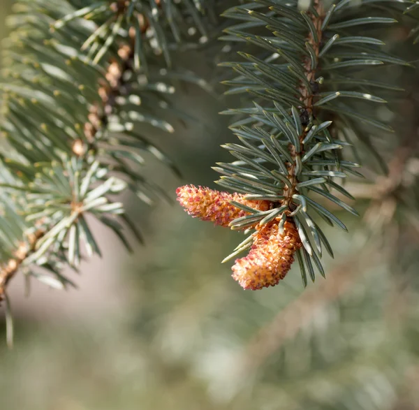 Young cones on a branch — Stock Photo, Image