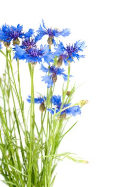 yabani mavi peygamber