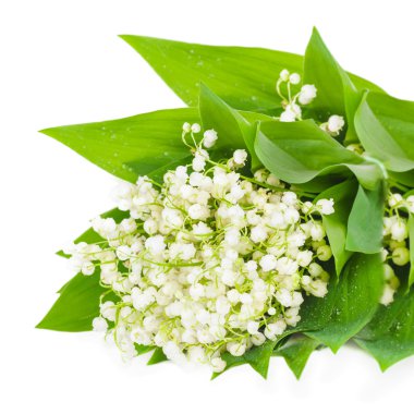 Beyaz lily vadi çiçekler