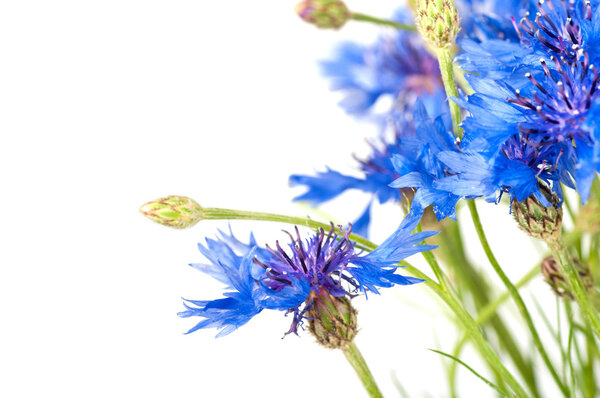 Синие кукурузные цветки
