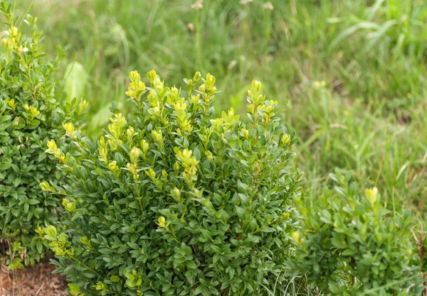 Primer plano de Boxwood Bush — Foto de Stock